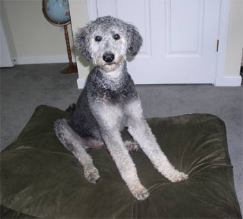 shepadoodle babins