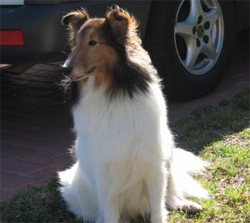 shetlandsheepdog ducotes