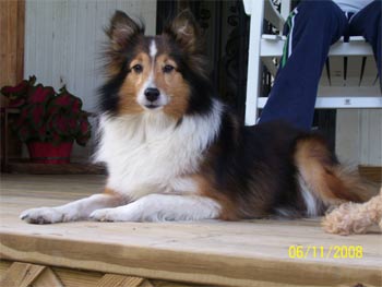 shetlandsheepdog gibson