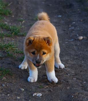 shibainu adler2