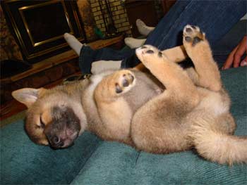 shibainu detterline