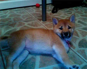 shibainu payne