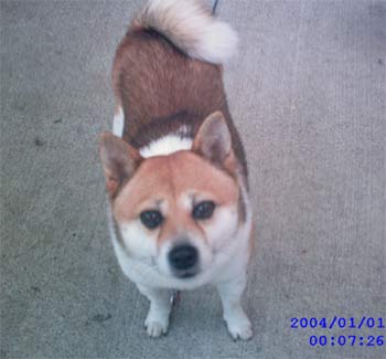 shibainu prince