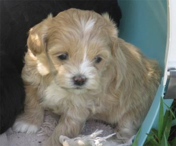 shihpoo brennan