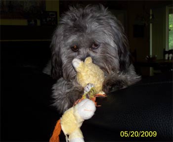 shihpoo hatfield