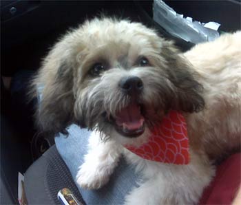 shihpoo king