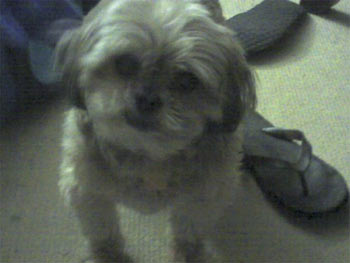 shihpoo rademacher