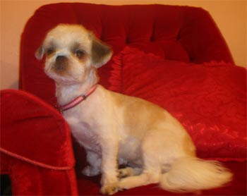 shihtzu french2