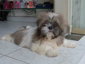 shihtzu lakasa