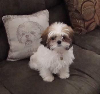 shihtzu leechen