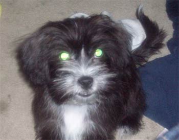 shorkie hartmann