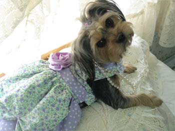 shorkie lundblad