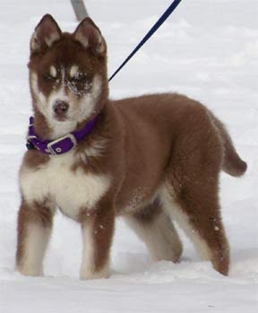 siberianhusky cummings