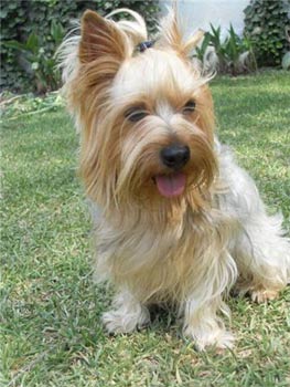 silkyterrier gaona