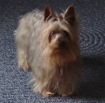 silkyterrier hewitt