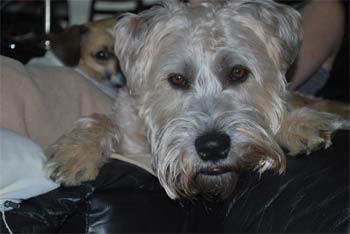 softcoatedwheatenterrier warford