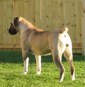 southafricanboerboel thienel
