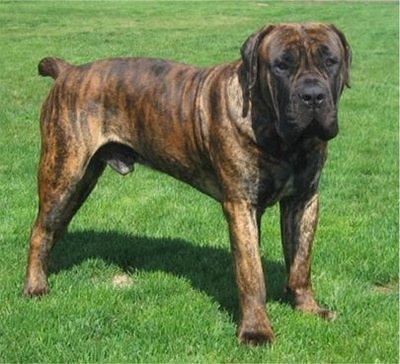 southafricanboerboel thienel1