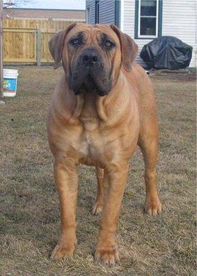 southafricanboerboel thienel2