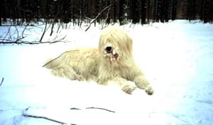 southrussianowtcharka kokonena2