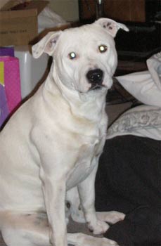 staffordshirebullterrier taylor2