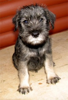 standardschnauzer boo