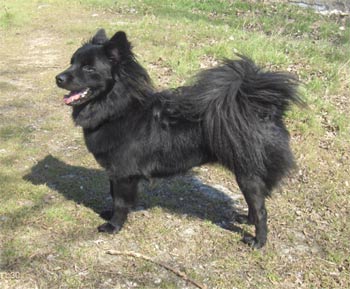 swedishlapphund vachente