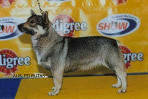 swedishvallhound donaldson
