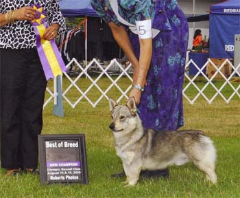 swedishvallhund johnson