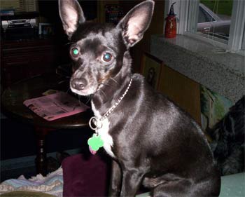 tacoterrier dillon2
