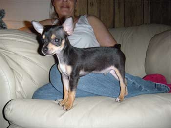 tacoterrier tice