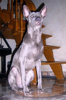 thairidgeback qui