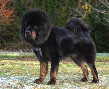 tibetanmastiff mastino