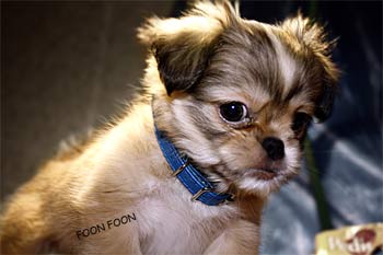 tibetanspaniel chao