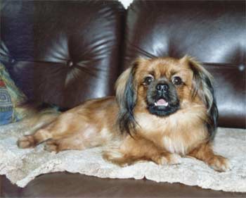 tibetanspaniel csanadi