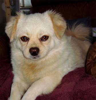 tibetianspaniel breckenridge