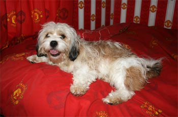 tibetanterrier donohoe