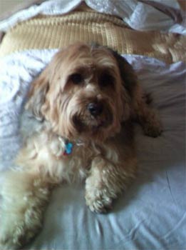 tibetanterrier levy