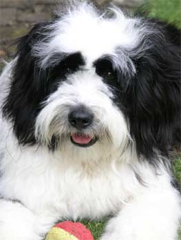 tibetanterrier simpson