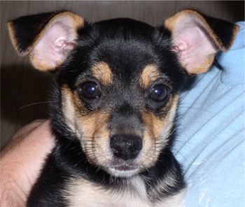 toymanchesterterrier barad