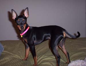 toymanchesterterrier camaratta
