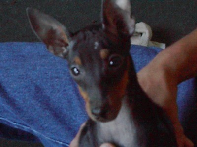toymanchesterterrier hawkins