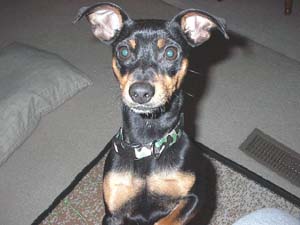 toymanchesterterrier heldt