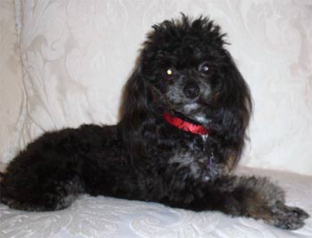 toypoodle besares