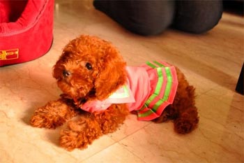 toypoodle wei