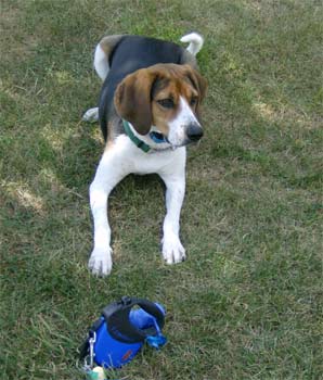 treeingwalkercoonhound troup