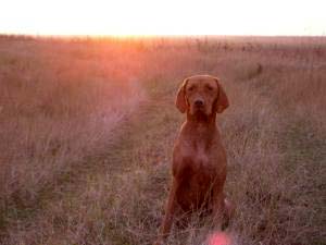 vizsla welch