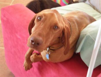 vizsla williams