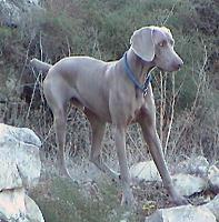 weimaraner borg