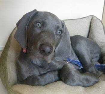 weimaraner fernandez